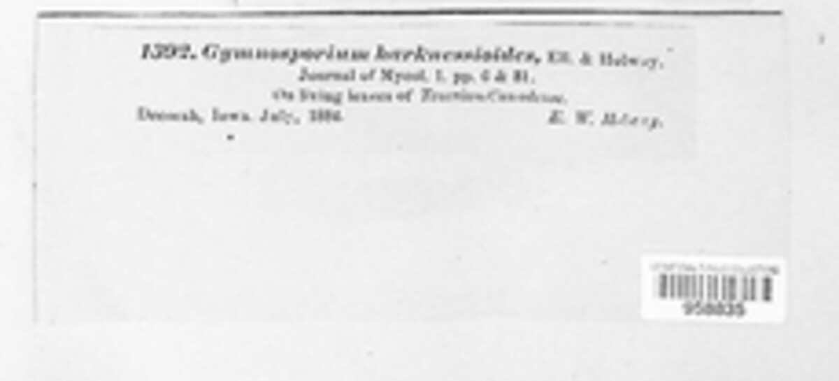 Gymnosporium harknessioides image